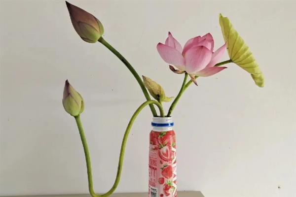 养殖荷花要见光多久，每天晒光7小时以上