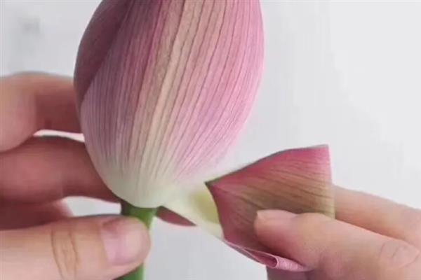 养殖荷花要见光多久，每天晒光7小时以上