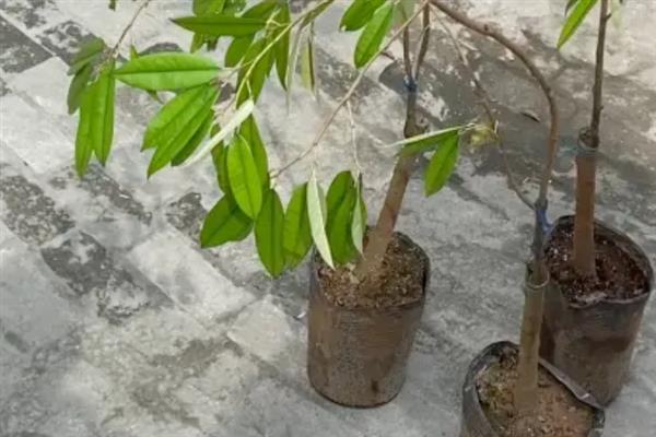 榴莲种子的育苗方法，将种子撒在土壤表面并浇水覆膜