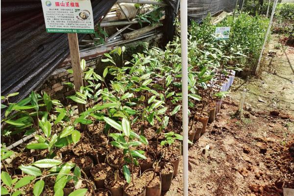 榴莲种子的育苗方法，将种子撒在土壤表面并浇水覆膜
