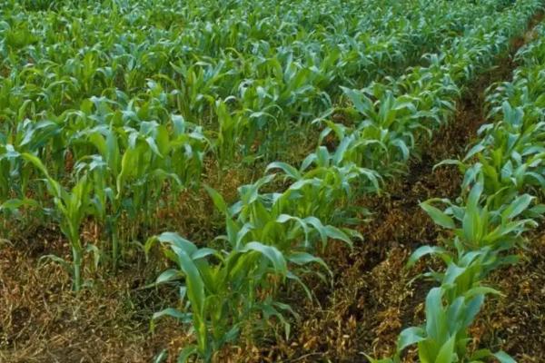 登玉518玉米种子特征特性，夏播适宜在5月上旬播种
