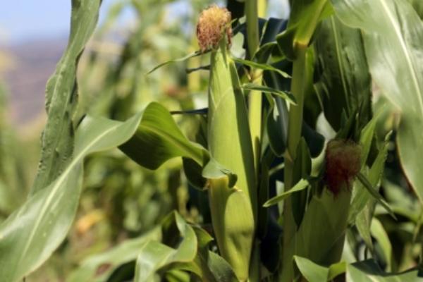 大天344玉米种子特点，注意综合防治病虫害