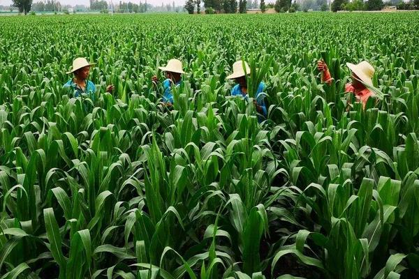 登玉518玉米种子特征特性，夏播适宜在5月上旬播种