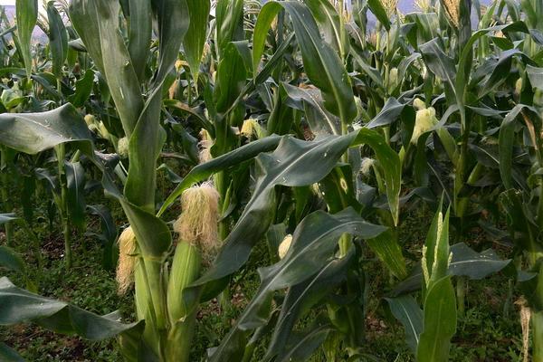 G1601玉米种子特征特性，适宜播种期5月上中旬