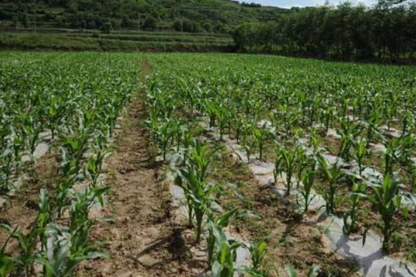 佳兴6号玉米种子特征特性，中抗茎腐病