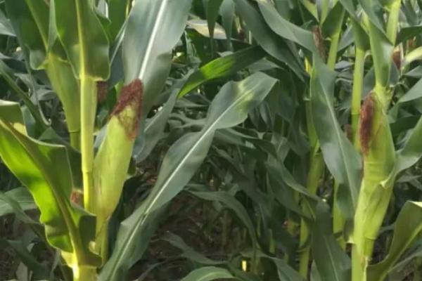 G1601玉米种子特征特性，适宜播种期5月上中旬