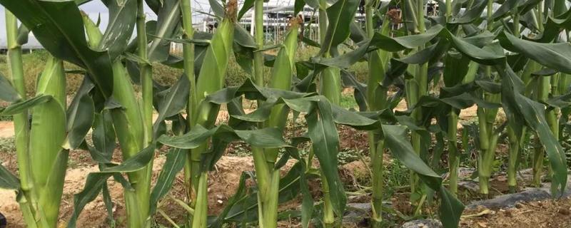 先达6072玉米种子介绍，注意防治穗腐病
