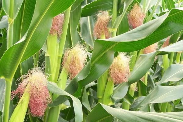701HB玉米种子介绍，适宜播种期4月下旬至5月上旬
