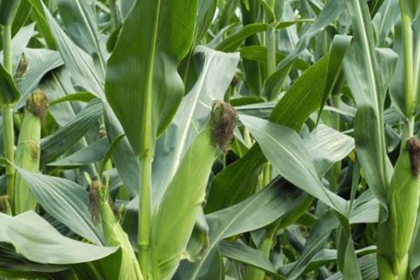 垦沃1918玉米种子特征特性，适宜播种期4月下旬至5月上旬