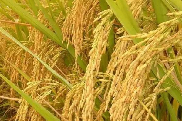 悦兴优8号水稻品种的特性，每亩有效穗数19.4万穗