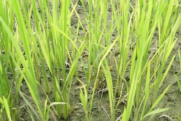 悦兴优8号水稻品种的特性，每亩有效穗数19.4万穗