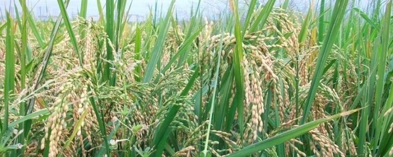 晶锋优6285水稻品种的特性，秧田播种量每亩10.0千克