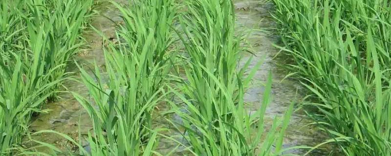 谷优366水稻种子特征特性，一般4月上旬至4月中旬播种