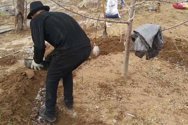苹果树为什么发生肥害，大多是施肥不当、肥料质量差等原因导致