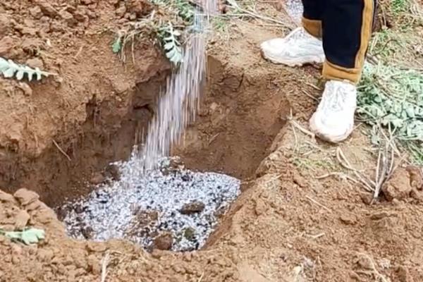 苹果树为什么发生肥害，大多是施肥不当、肥料质量差等原因导致