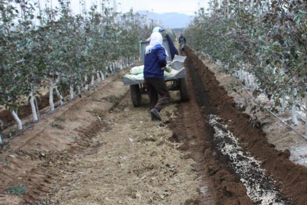 苹果树为什么发生肥害，大多是施肥不当、肥料质量差等原因导致
