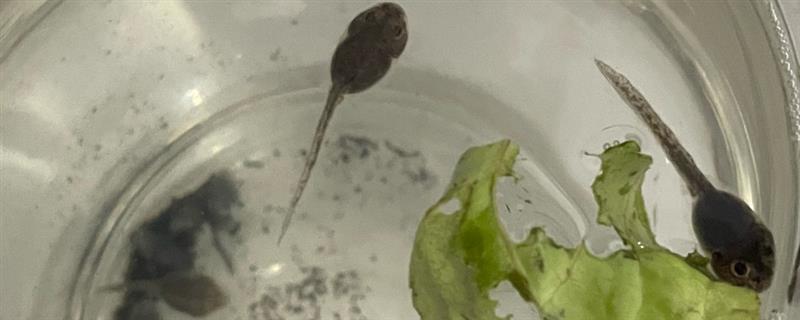 在家养蝌蚪的方法，平时要让水质保持清洁