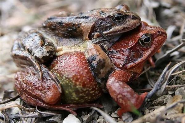 林蛙的生活习性，以蚯蚓、蜘蛛和软体动物为食