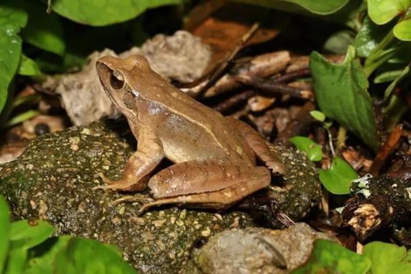 林蛙的生活习性，以蚯蚓、蜘蛛和软体动物为食