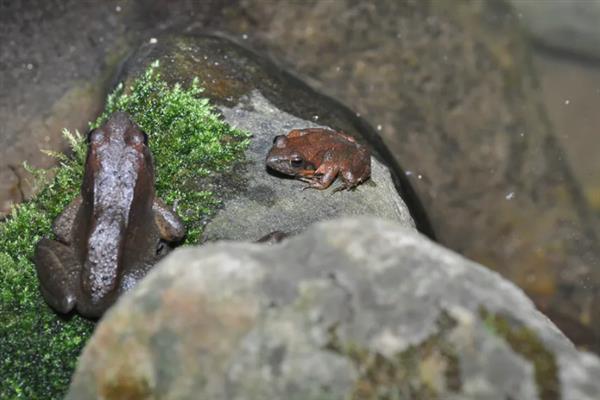 林蛙的生活习性，以蚯蚓、蜘蛛和软体动物为食