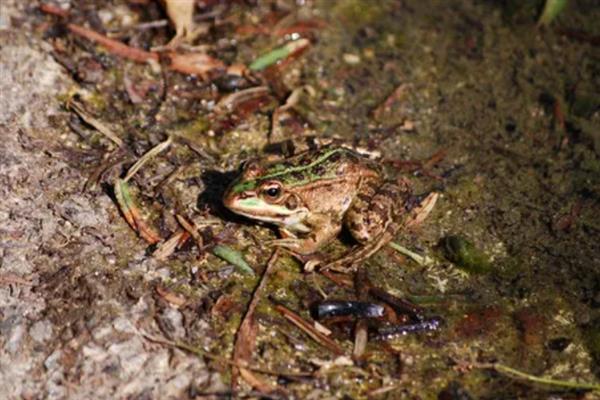 林蛙的生活习性，以蚯蚓、蜘蛛和软体动物为食