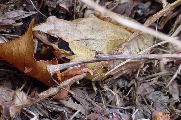 林蛙的生活习性，以蚯蚓、蜘蛛和软体动物为食