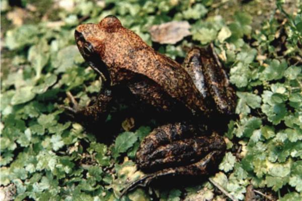 林蛙的生活习性，以蚯蚓、蜘蛛和软体动物为食