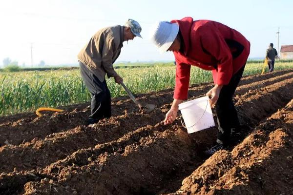 怎么使用甲基异柳磷,一般采取拌种、拌土、淋施等方式