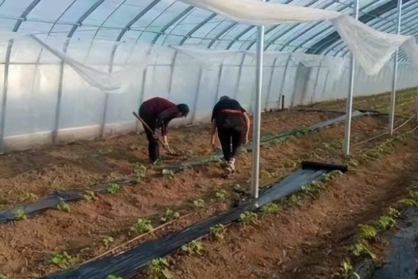 怎么使用甲基异柳磷,一般采取拌种、拌土、淋施等方式