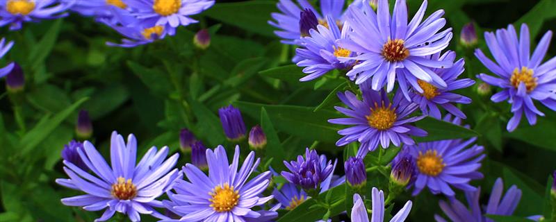 荷兰菊和四季菊的区别，科属和株高均不同