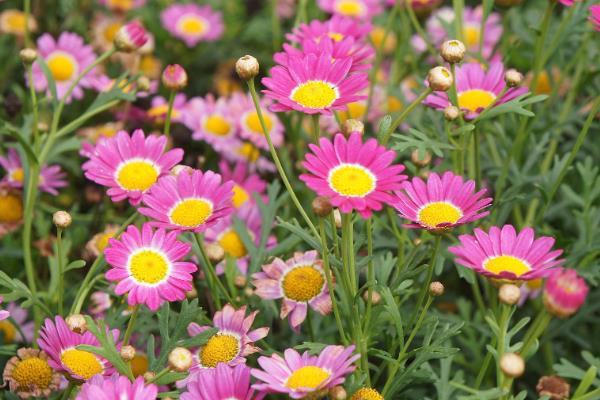 荷兰菊和四季菊的区别，科属和株高均不同