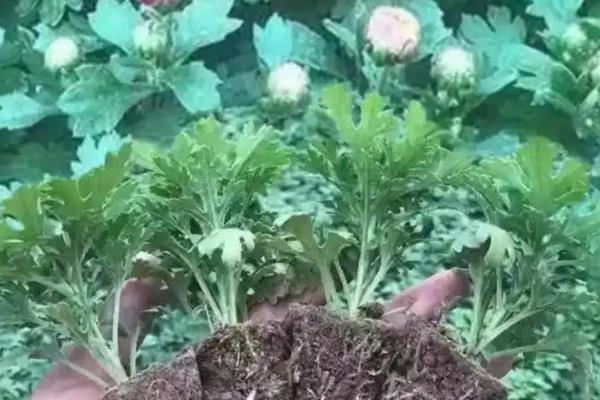 荷兰菊和四季菊的区别，科属和株高均不同