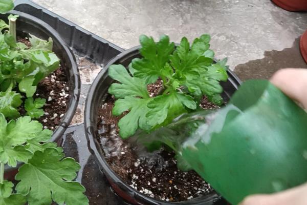 荷兰菊和四季菊的区别，科属和株高均不同