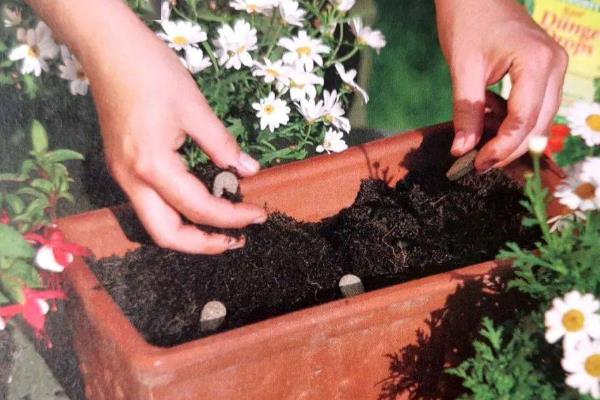 荷兰菊和四季菊的区别，科属和株高均不同