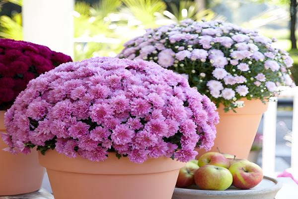 荷兰菊和四季菊的区别，科属和株高均不同