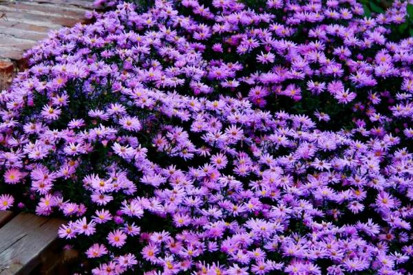 荷兰菊和四季菊的区别，科属和株高均不同