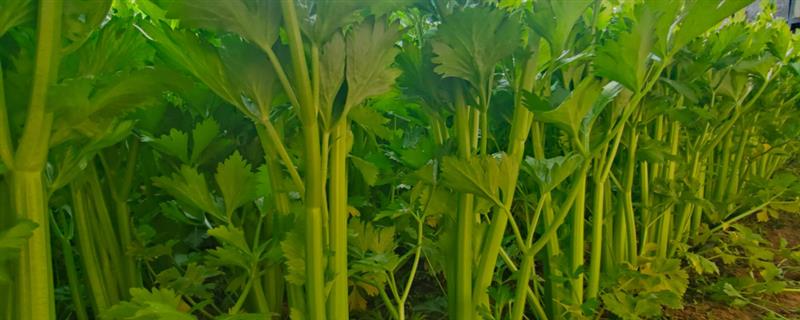 小香芹如何种植，春夏秋季均可种植