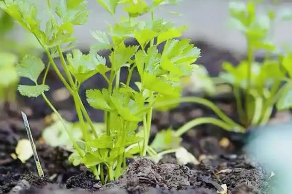 小香芹如何种植，春夏秋季均可种植