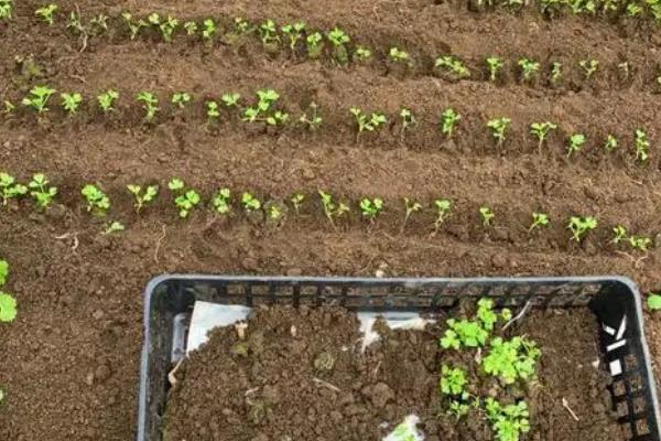 小香芹如何种植，春夏秋季均可种植