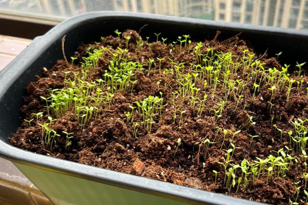 小香芹如何种植，春夏秋季均可种植