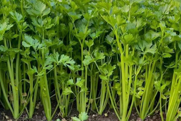 小香芹如何种植，春夏秋季均可种植