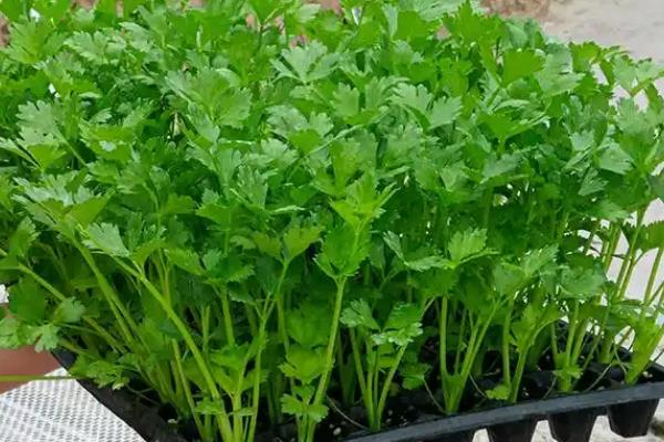 小香芹如何种植，春夏秋季均可种植