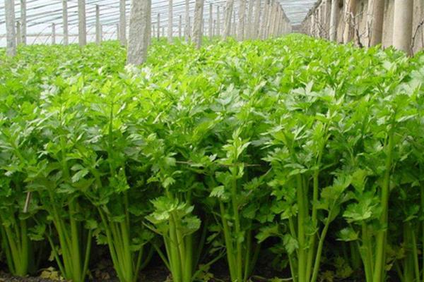 小香芹如何种植，春夏秋季均可种植