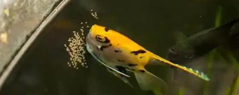 鱼产卵有什么征兆,肚子会变鼓并躲在安静的地方