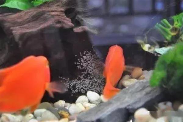 鱼产卵有什么征兆,肚子会变鼓并躲在安静的地方