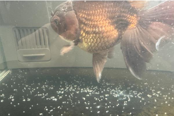 鱼产卵有什么征兆,肚子会变鼓并躲在安静的地方