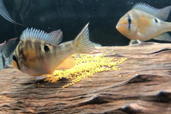 鱼产卵有什么征兆,肚子会变鼓并躲在安静的地方