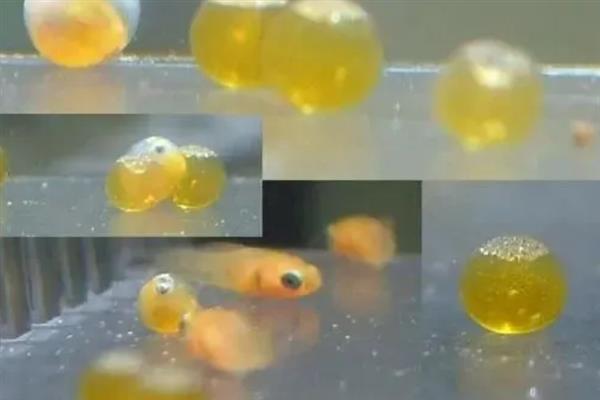 鱼产卵有什么征兆,肚子会变鼓并躲在安静的地方