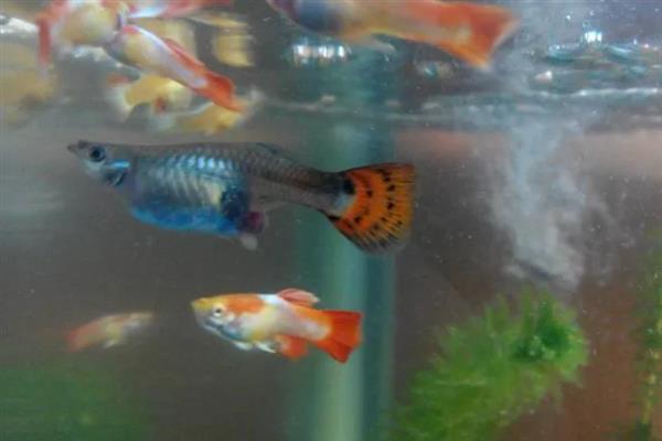 鱼产卵有什么征兆,肚子会变鼓并躲在安静的地方