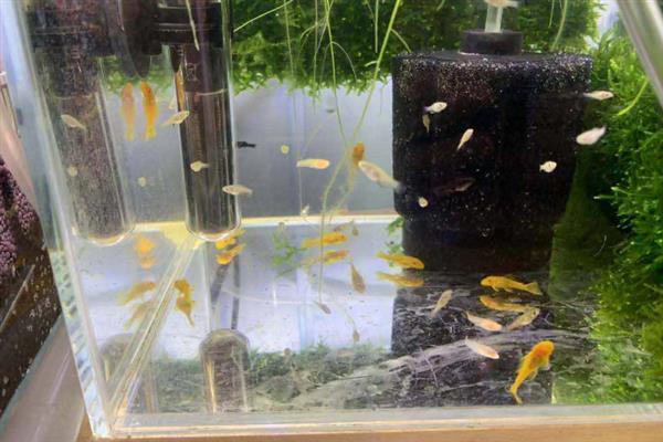 鱼产卵有什么征兆,肚子会变鼓并躲在安静的地方